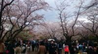 桜の終わり、再び