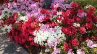 ツツジの花