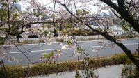 やっと満開