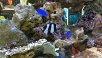 SONY BUILDING 50th Anniversary Sony Aquarium 