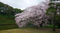 皇居のサクラ