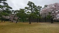 皇居のサクラ