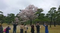 皇居のサクラ