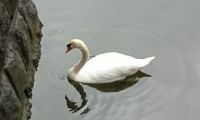 皇居のサクラ