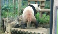上野で初パンダ